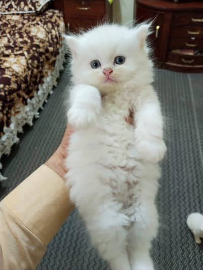 persian