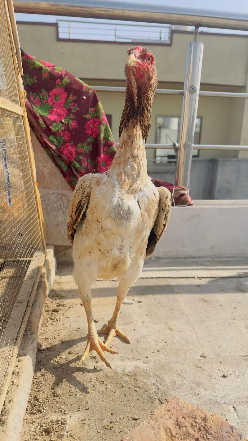 Pure Japanese Shamo Aseel Female Madi Murgi Aseel Hen 03098573144 — photo 2