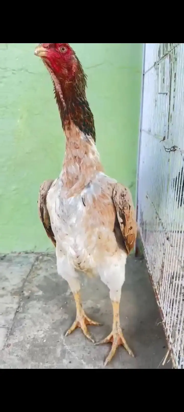 Pure Japanese Shamo Aseel Female Madi Murgi Aseel Hen 03098573144 — photo 3