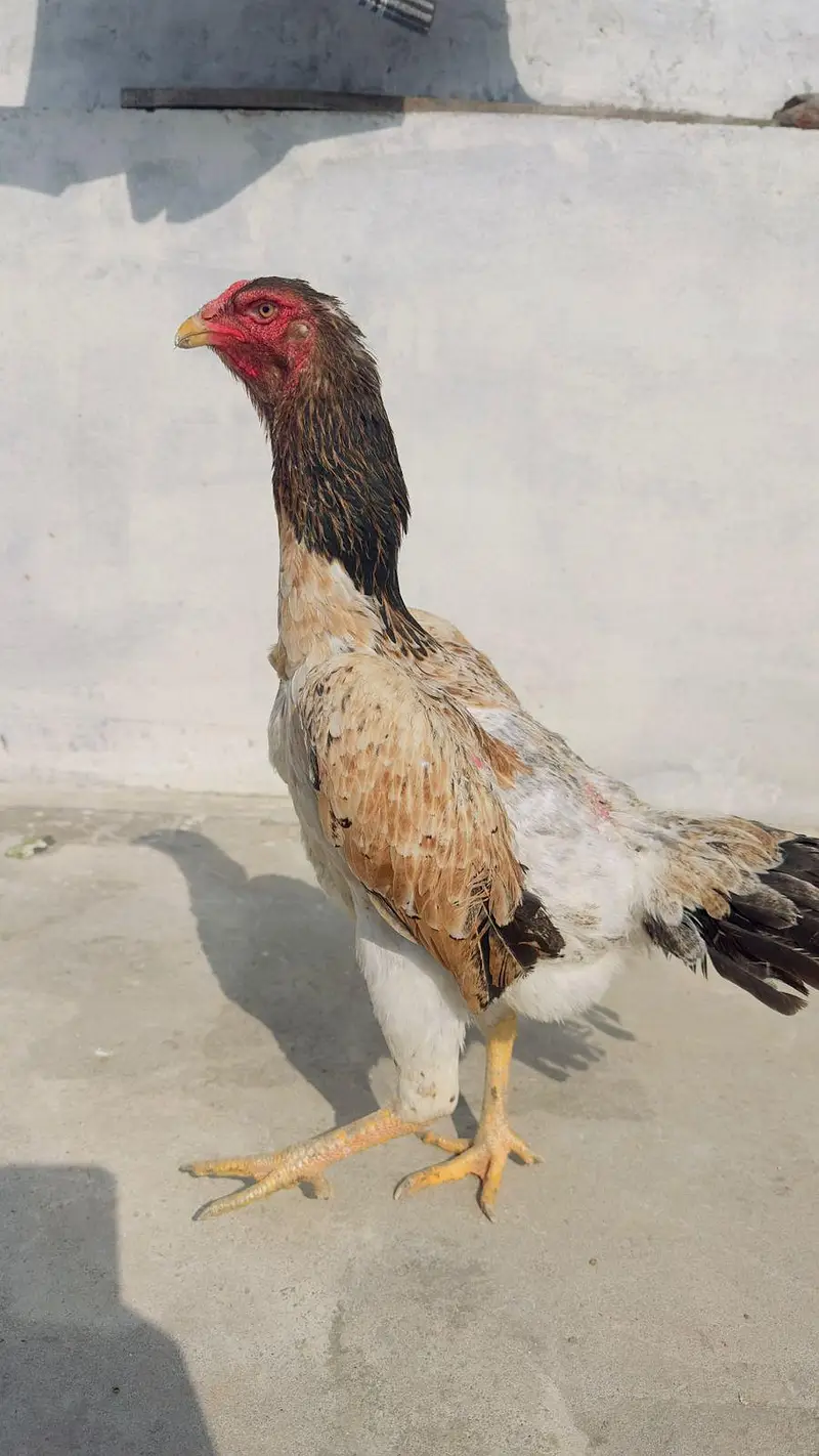 Pure Japanese Shamo Aseel Female Madi Murgi Aseel Hen 03098573144 — photo 4