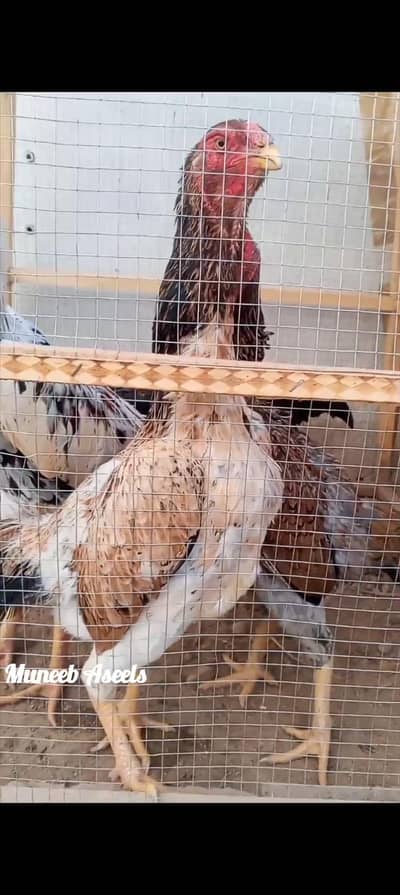 Pure Japanese Shamo Aseel Female Madi Murgi Aseel Hen 03098573144