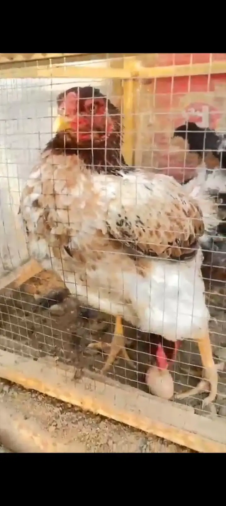 Pure Japanese Shamo Aseel Female Madi Murgi Aseel Hen 03098573144 — photo 7