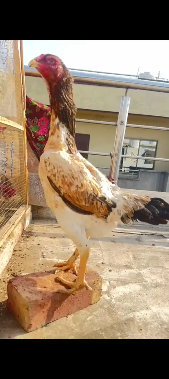 Pure Japanese Shamo Aseel Female Madi Murgi Aseel Hen 03098573144 — photo 8