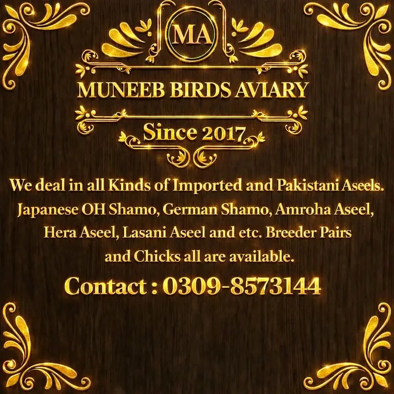 Pure Japanese Shamo Aseel Female Madi Murgi Aseel Hen 03098573144 — photo 12