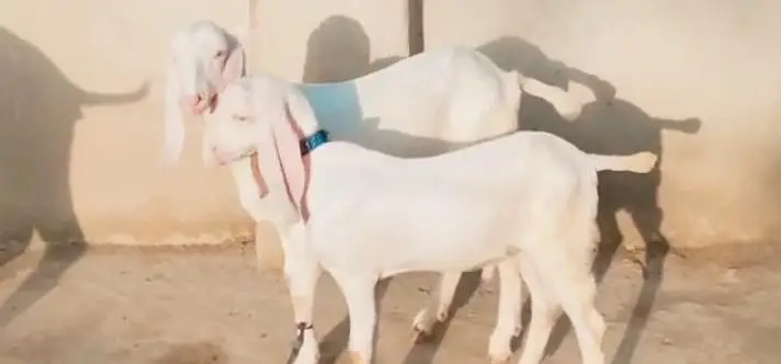 do bacchon wali Rajan puri bakri for sale — photo 2
