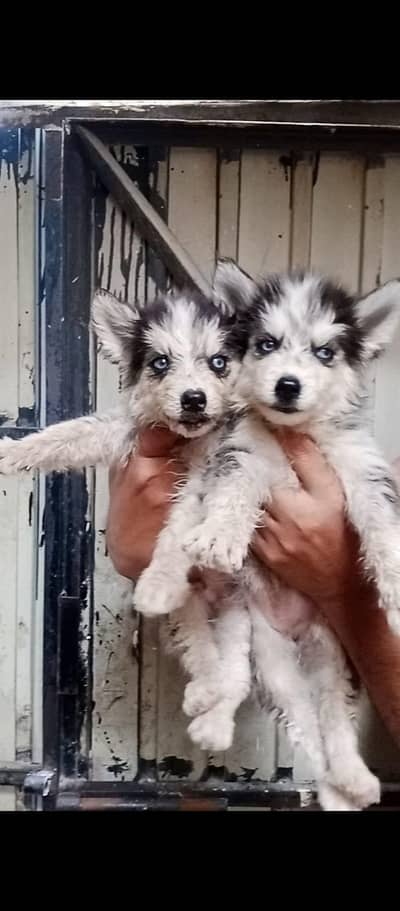 Siberian husky puppy pair