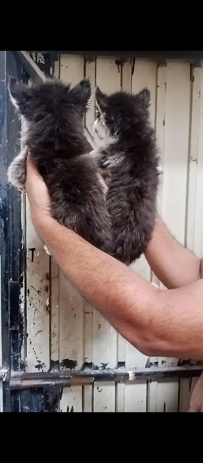 Siberian husky puppy pair — photo 2
