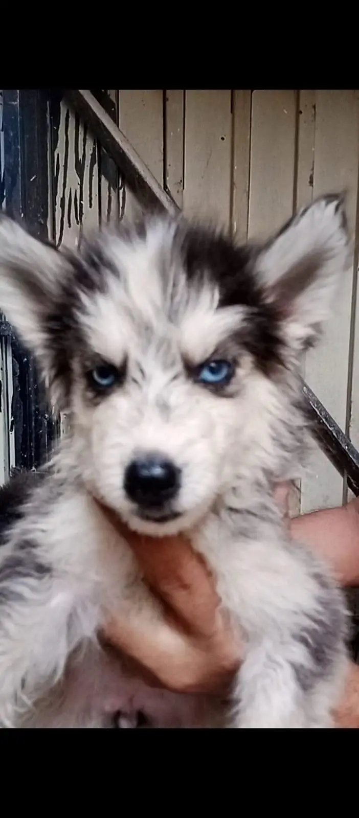 Siberian husky puppy pair — photo 3