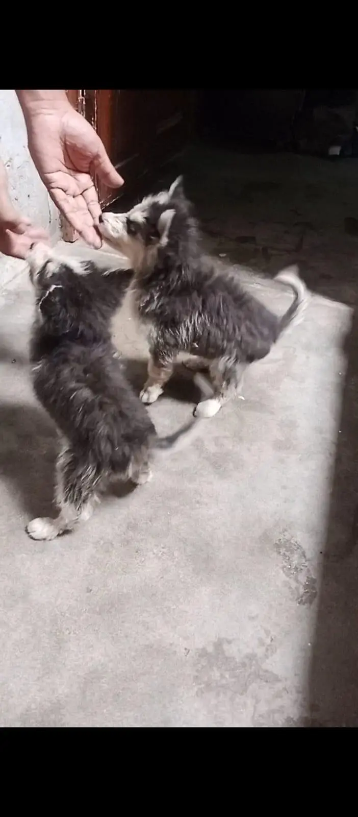 Siberian husky puppy pair — photo 4
