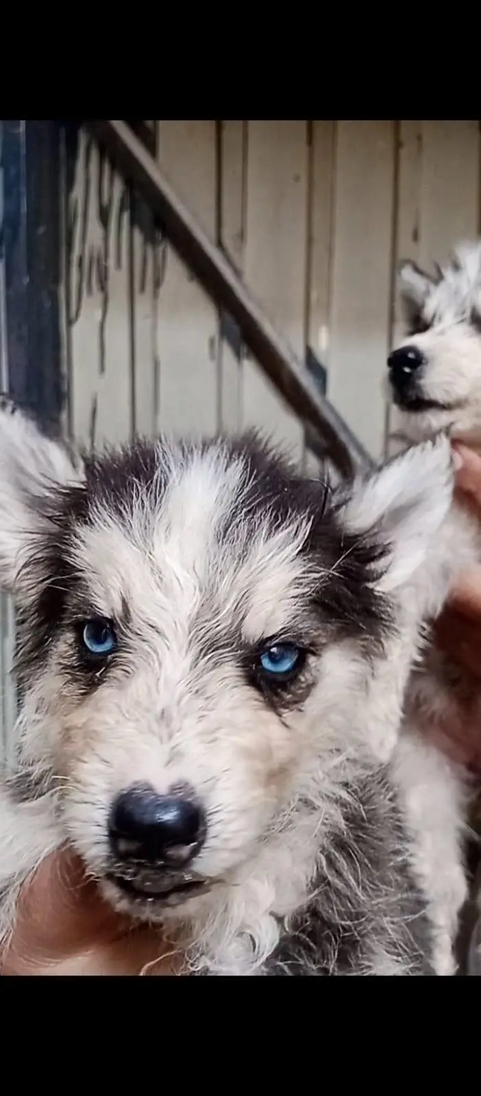 Siberian husky puppy pair — photo 5