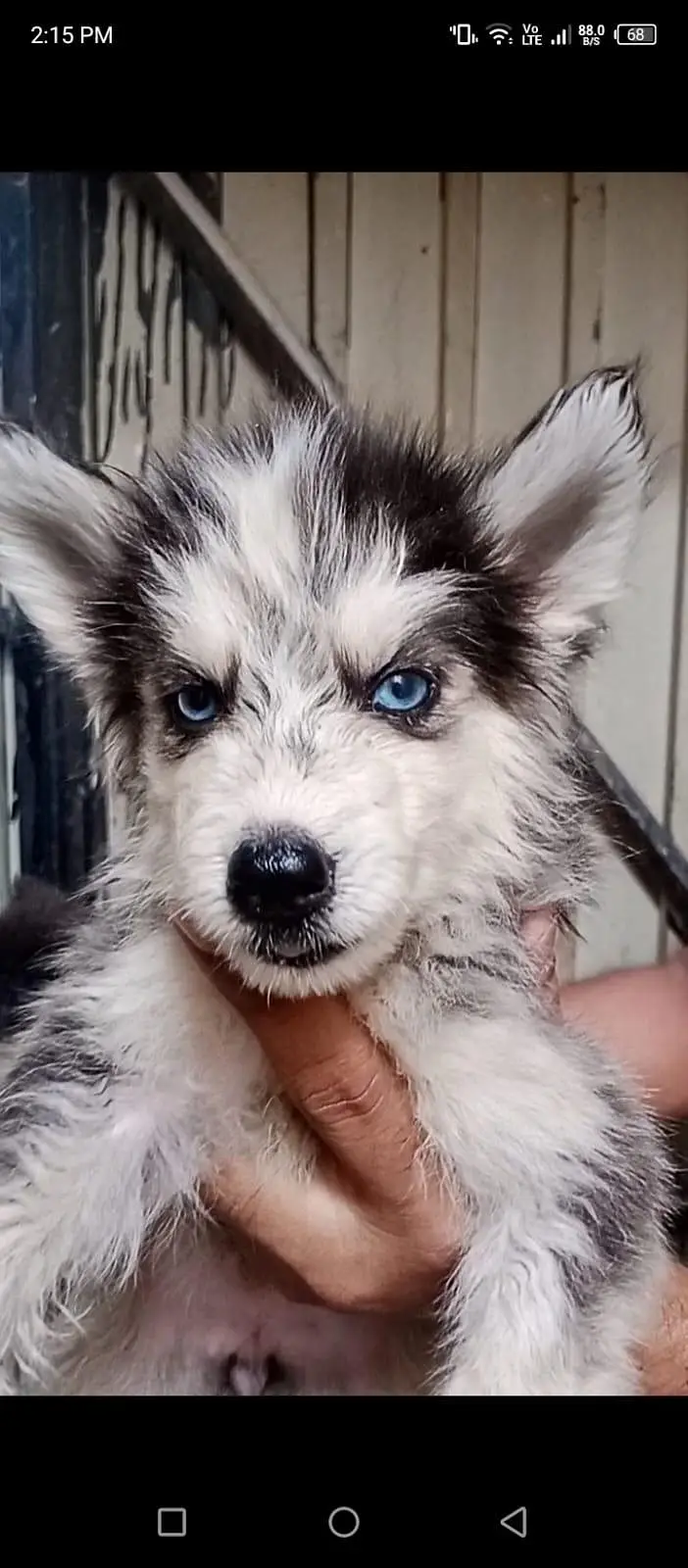 Siberian husky puppy pair — photo 6