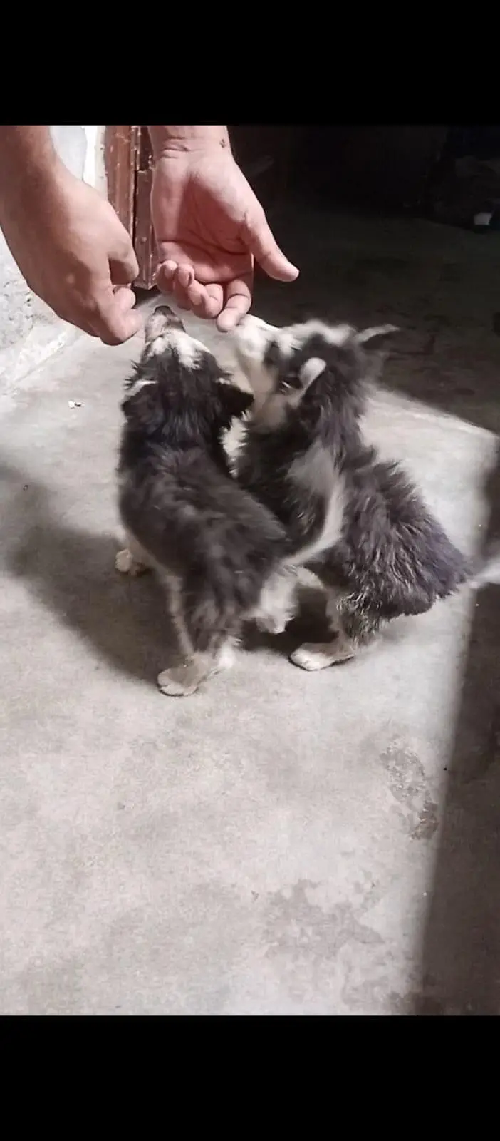 Siberian husky puppy pair — photo 7