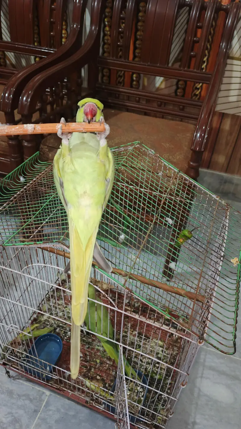 male talking kerta hy tam bi hy  pair available hy — photo 2