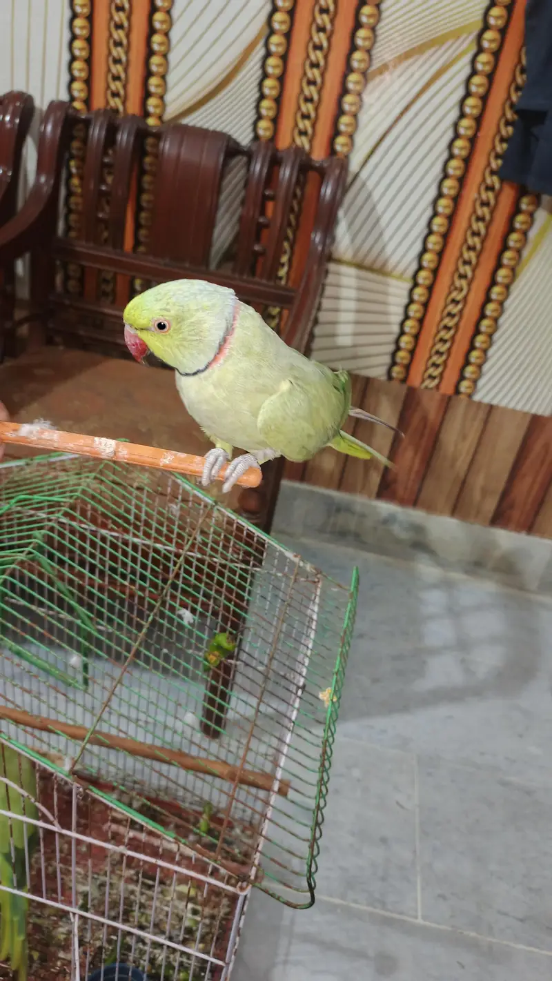 male talking kerta hy tam bi hy  pair available hy — photo 3