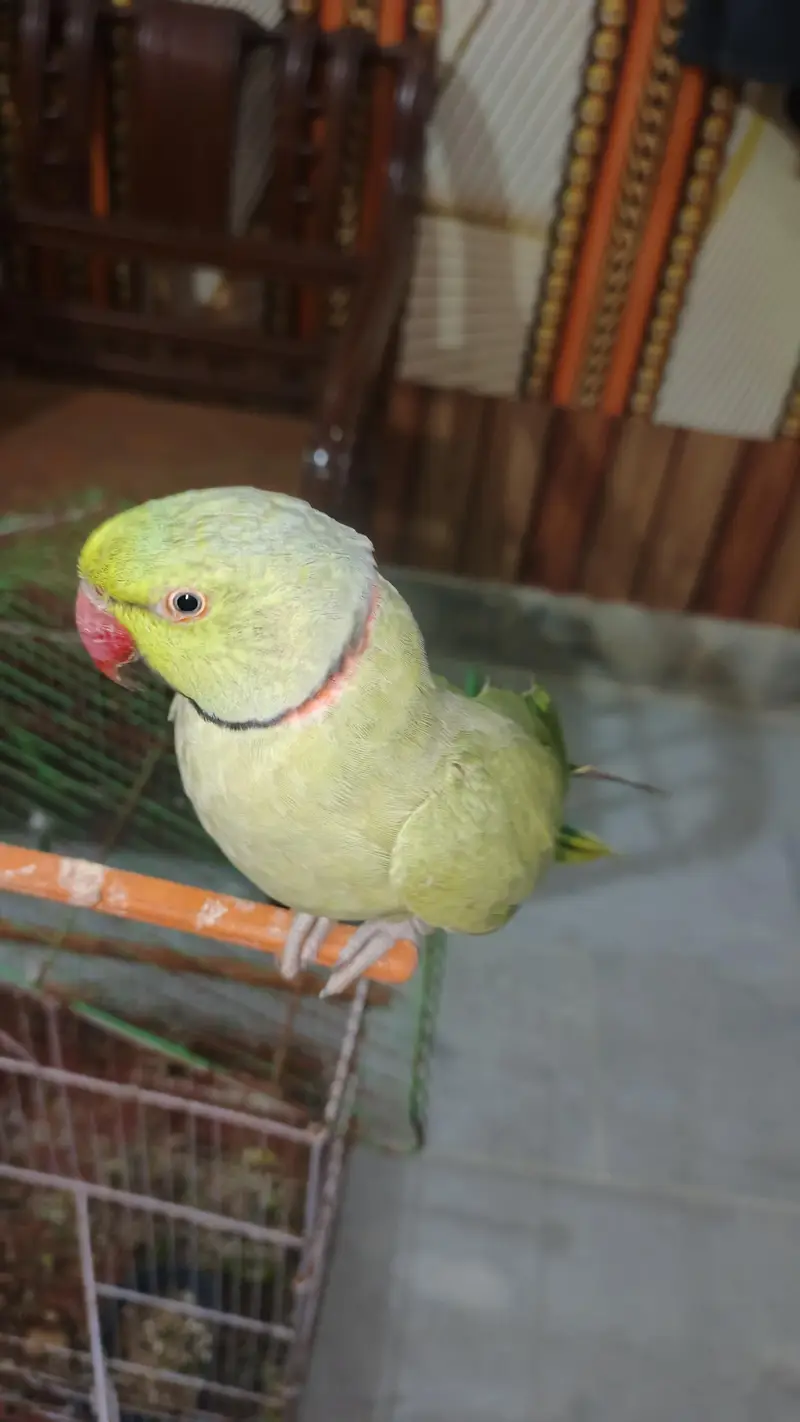 male talking kerta hy tam bi hy  pair available hy — photo 4