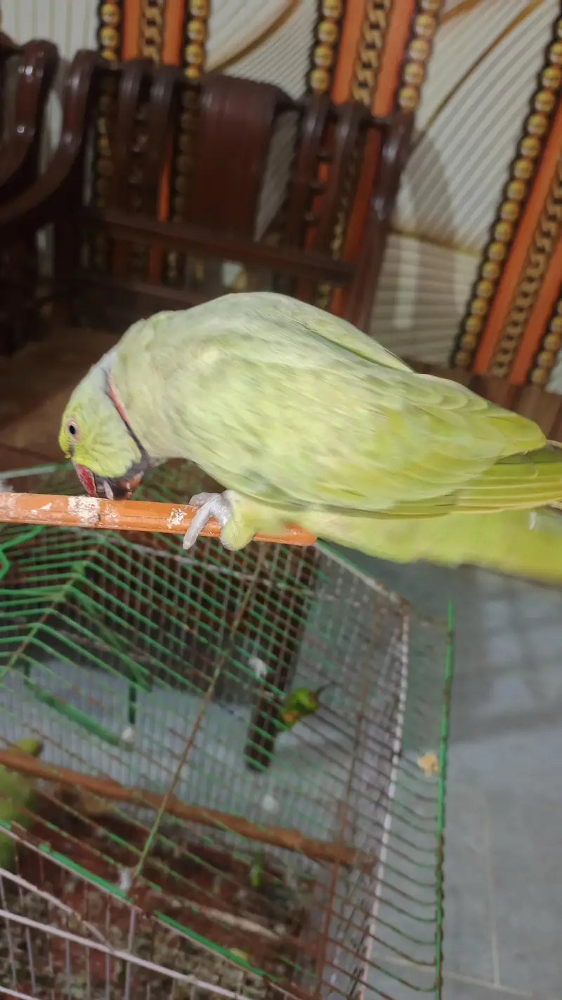male talking kerta hy tam bi hy  pair available hy — photo 5