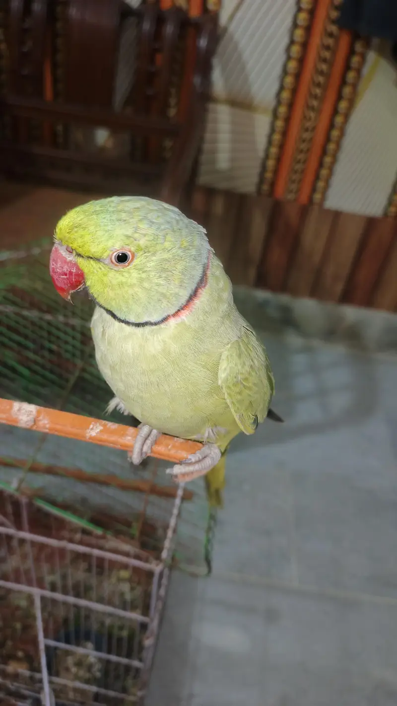male talking kerta hy tam bi hy  pair available hy — photo 7
