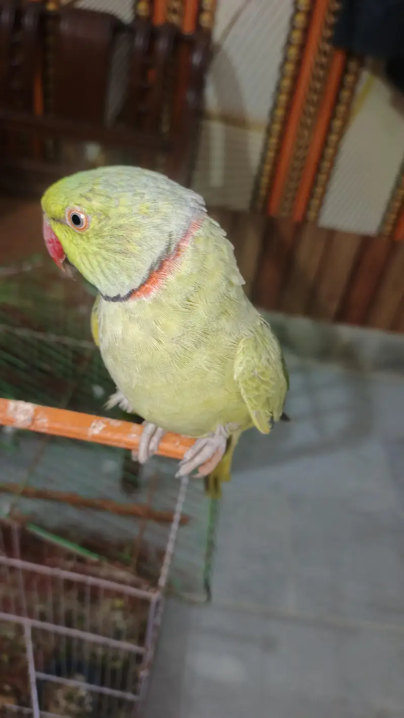male talking kerta hy tam bi hy  pair available hy — photo 9