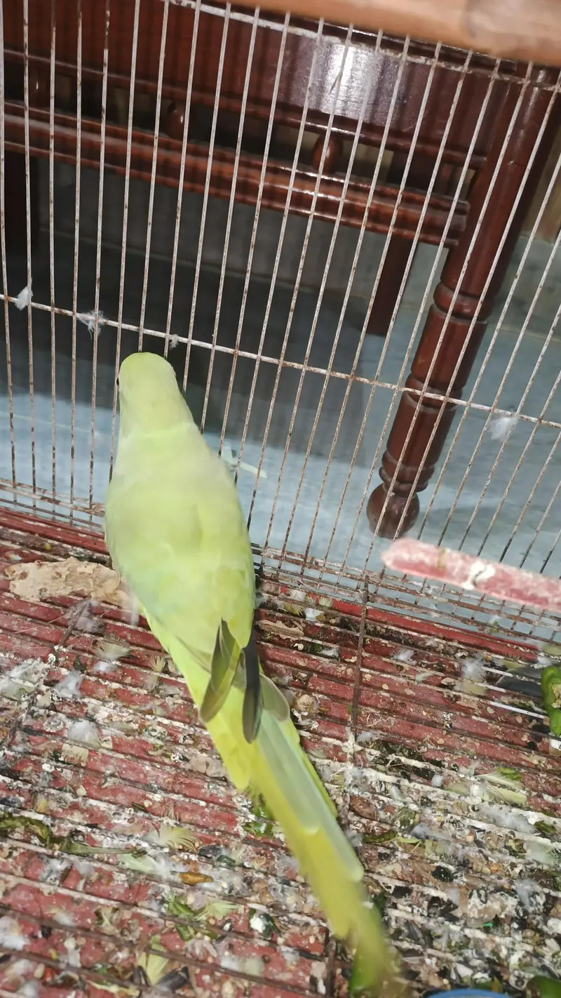 male talking kerta hy tam bi hy  pair available hy — photo 10