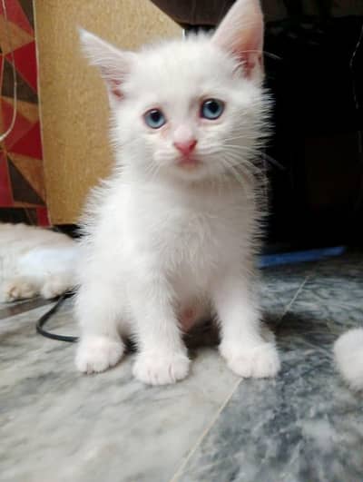 Persian cat double coated grey eyes