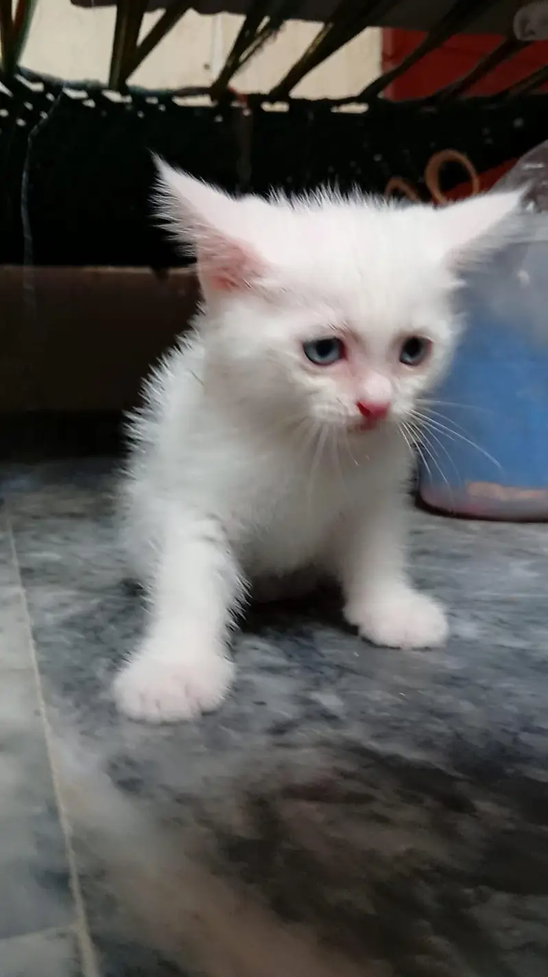 Persian cat double coated grey eyes — photo 2