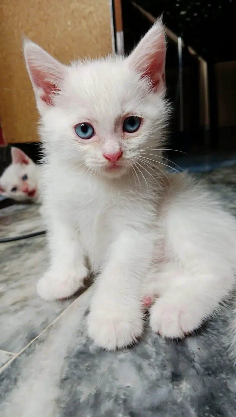 Persian cat double coated grey eyes — photo 3