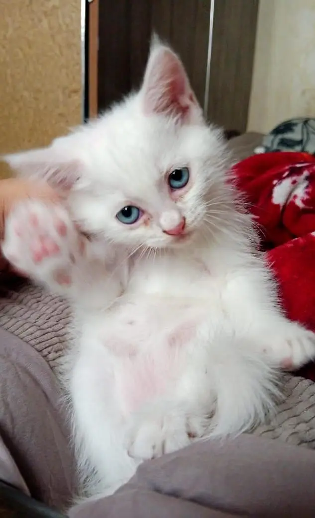 Persian cat double coated grey eyes — photo 4