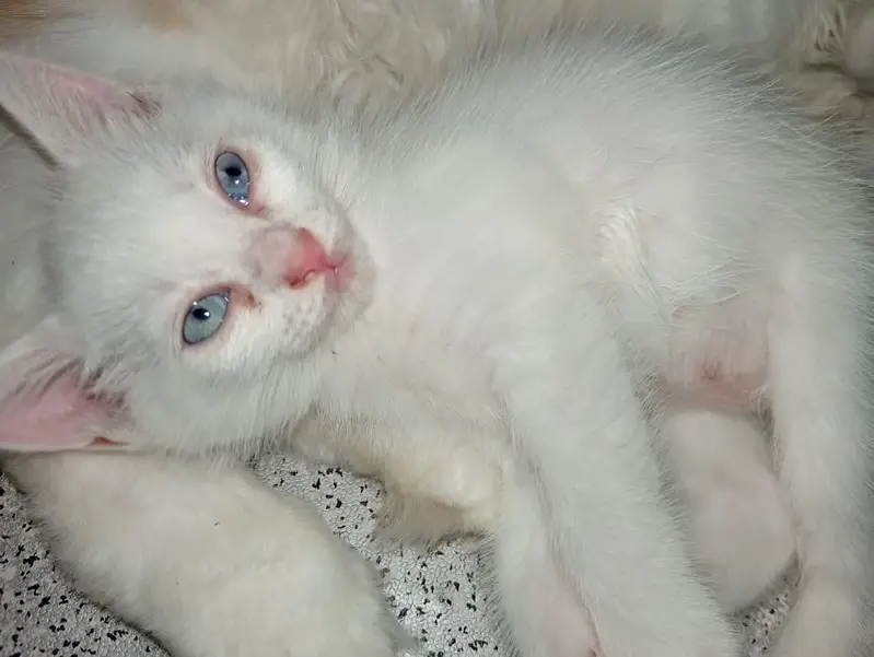 Persian cat double coated grey eyes — photo 6
