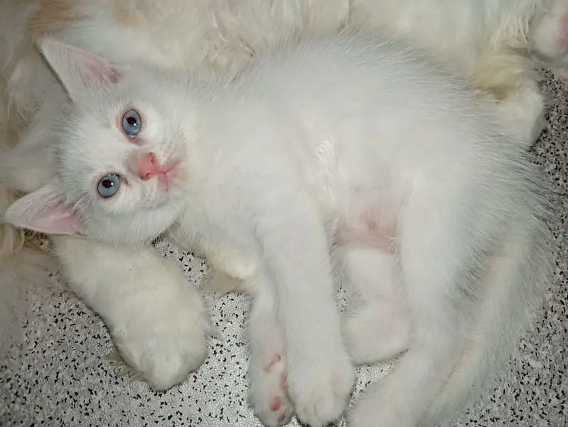 Persian cat double coated grey eyes — photo 7