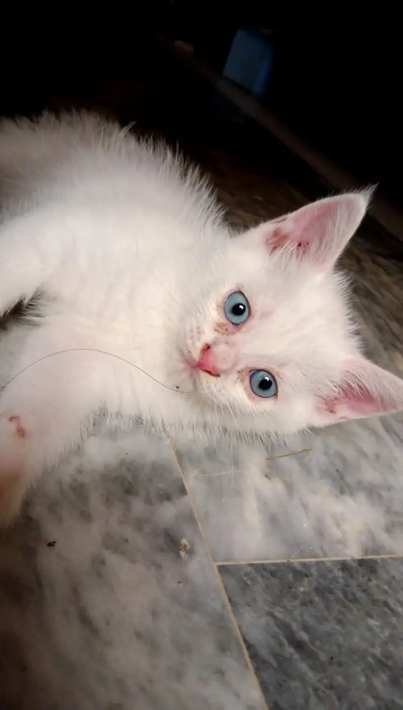 Persian cat double coated grey eyes — photo 8