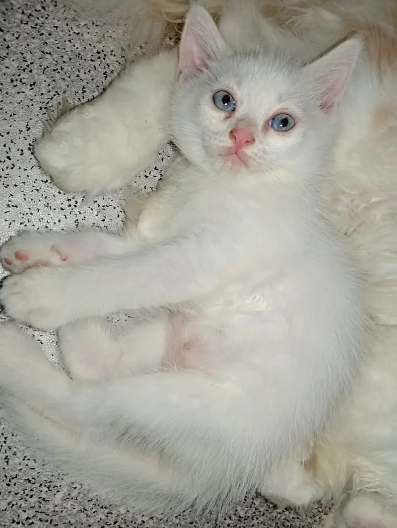Persian cat double coated grey eyes — photo 10