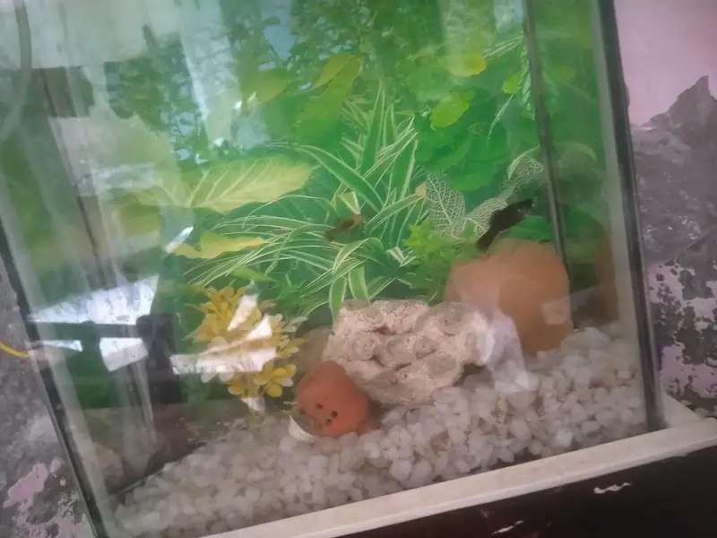 fish tank in one month use no 03281452084 — photo 5