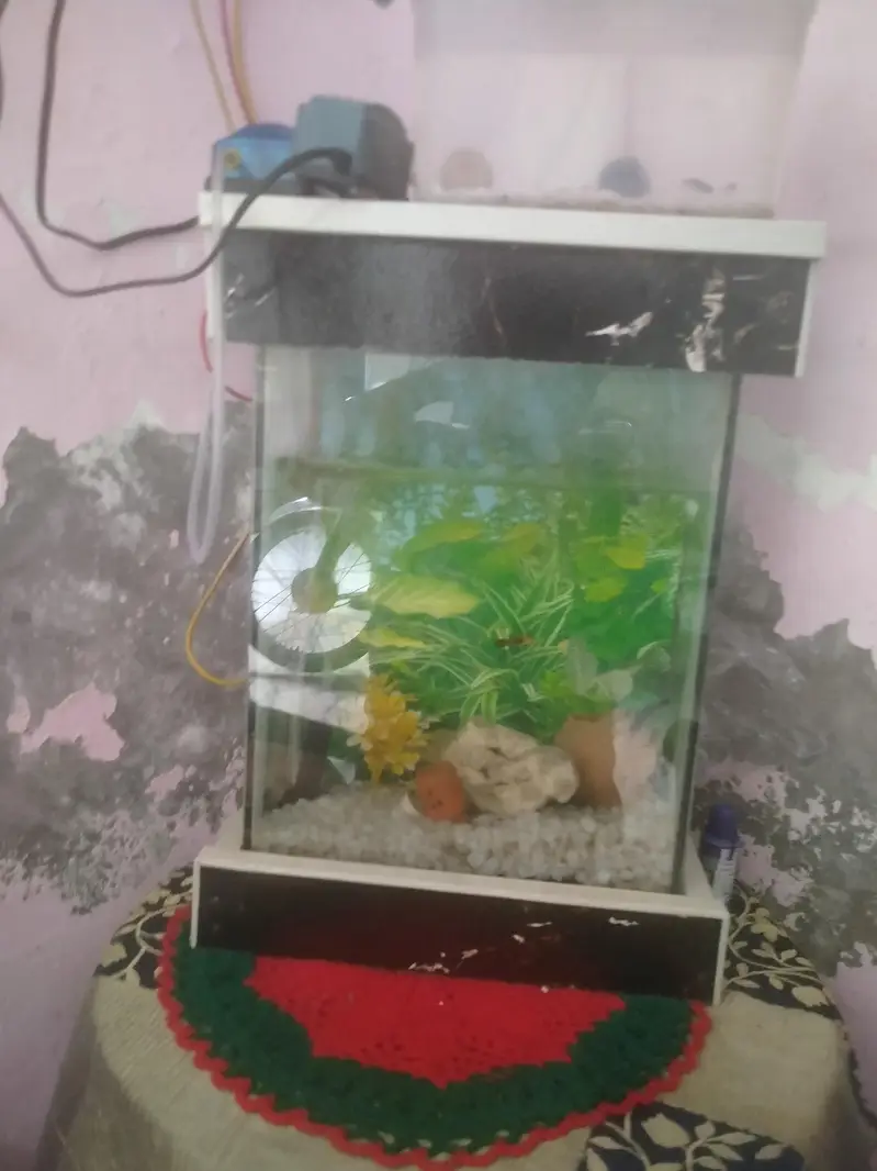 fish tank in one month use no 03281452084 — photo 6
