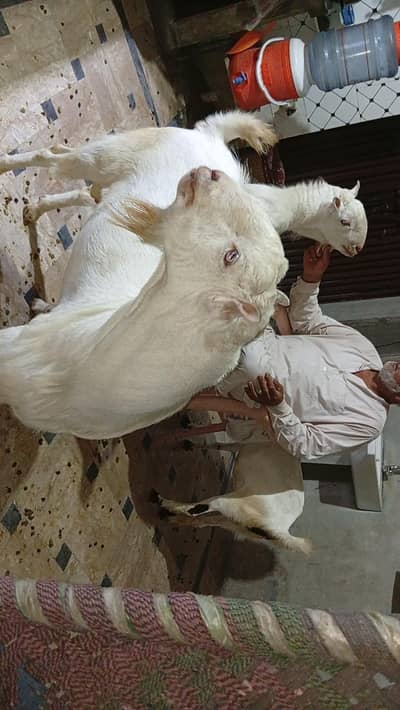 teddy bakra