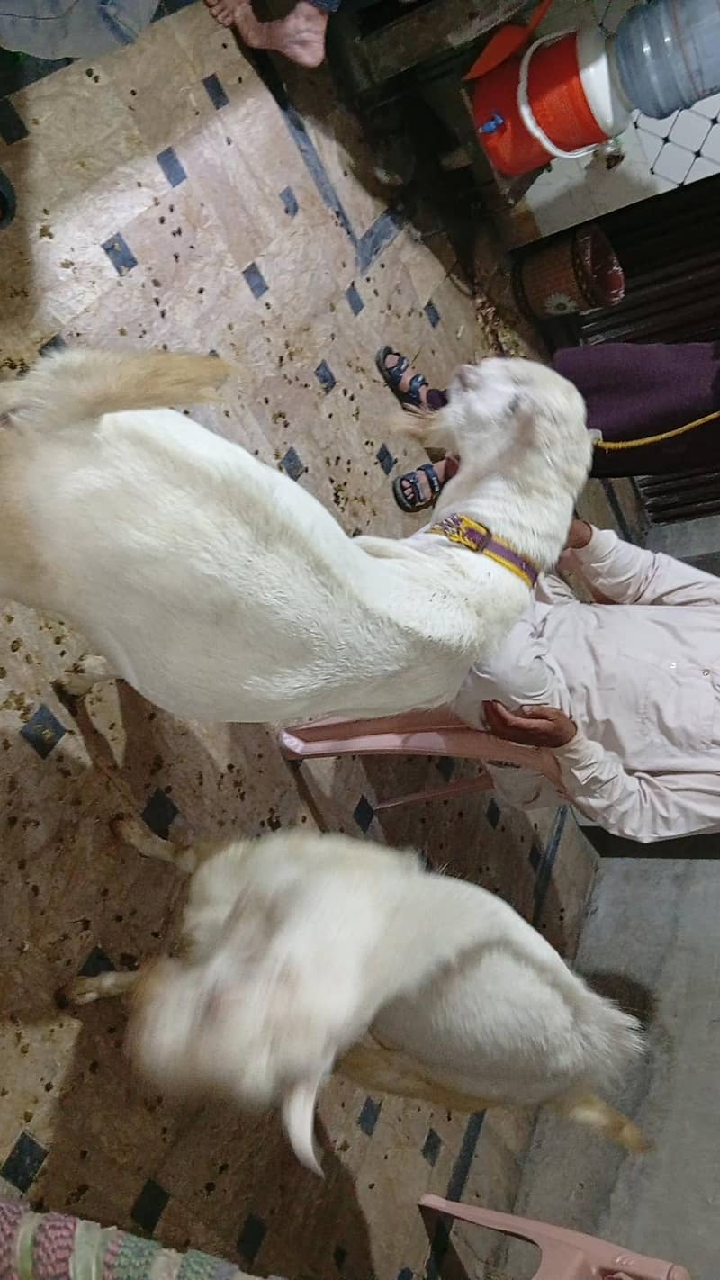 teddy bakra 1