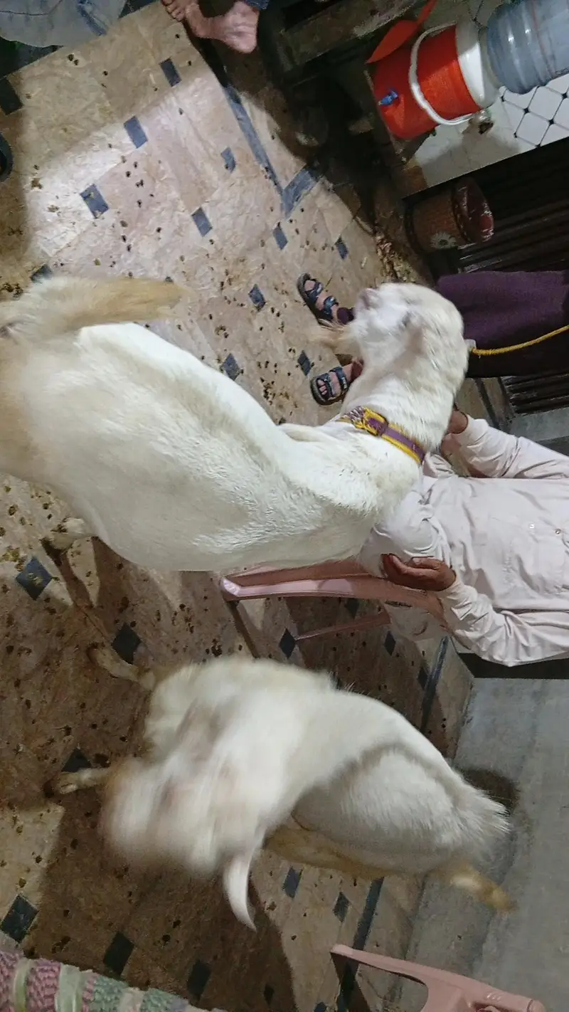 teddy bakra — photo 2