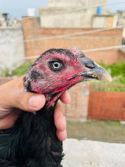 Thai black pure