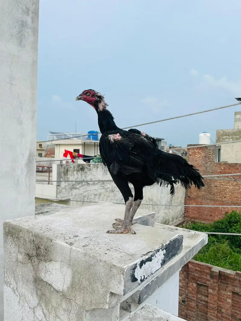 Thai black pure — photo 2