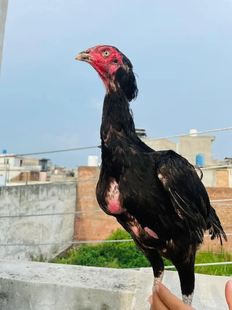 Thai black pure — photo 6