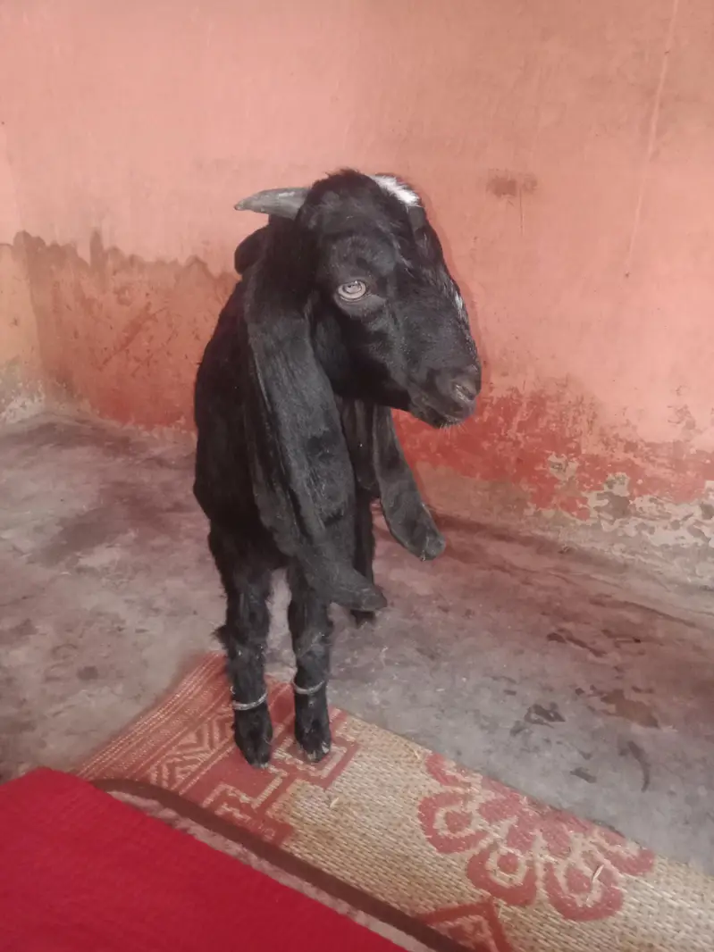 black male 23. k age 3.15.    .   whait female 36k do dant — photo 2