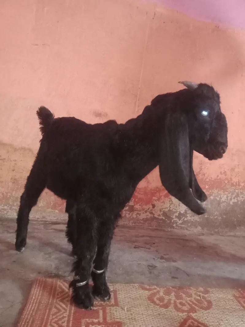 black male 23. k age 3.15.    .   whait female 36k do dant — photo 3