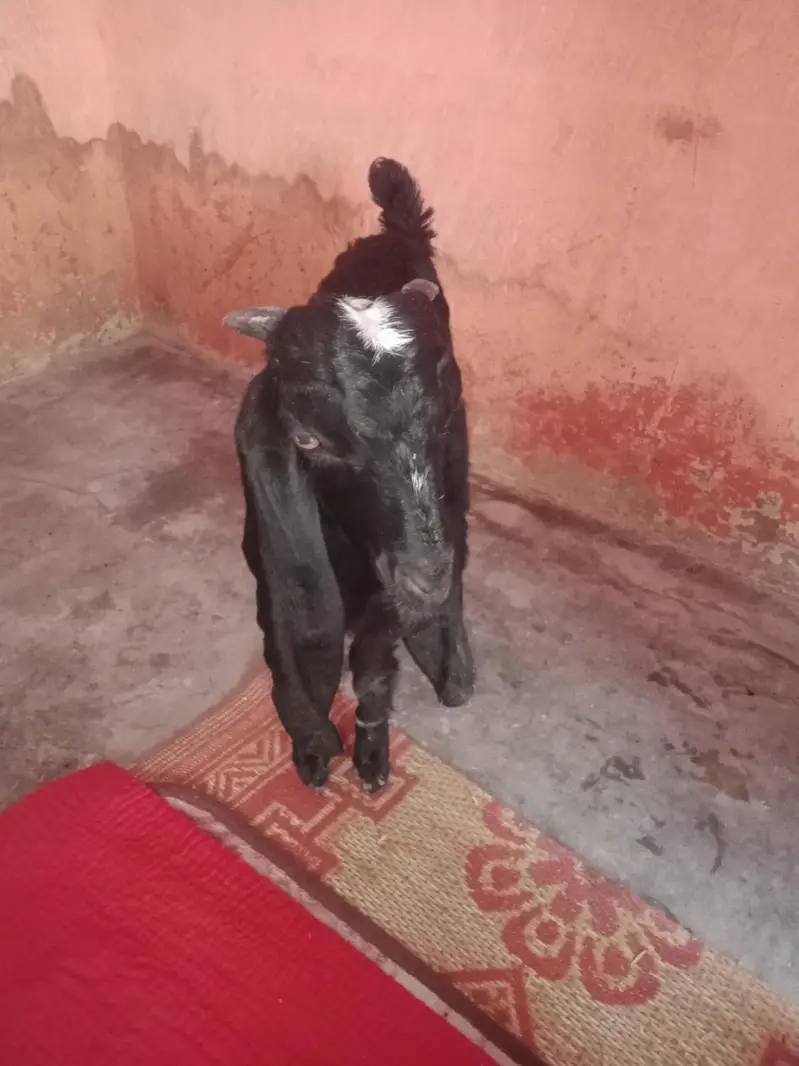 black male 23. k age 3.15.    .   whait female 36k do dant — photo 4