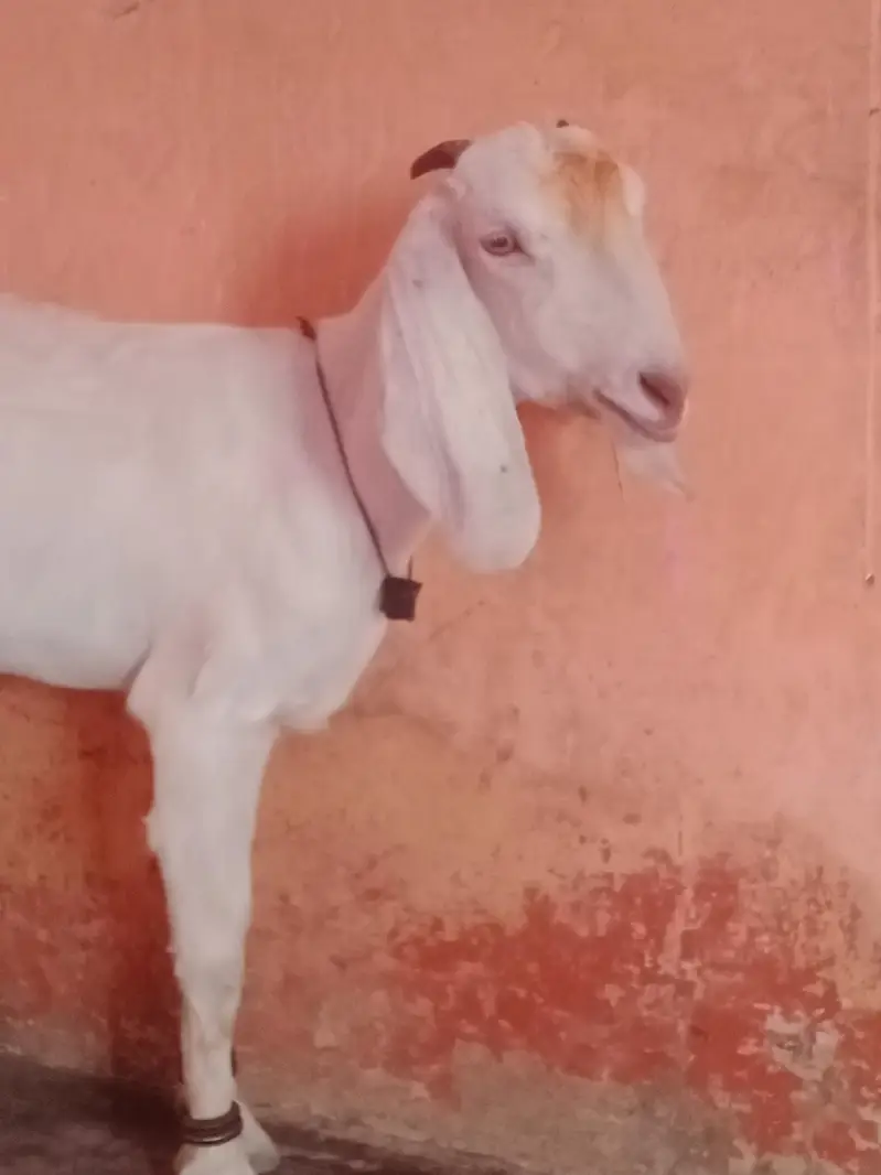 black male 23. k age 3.15.    .   whait female 36k do dant — photo 5