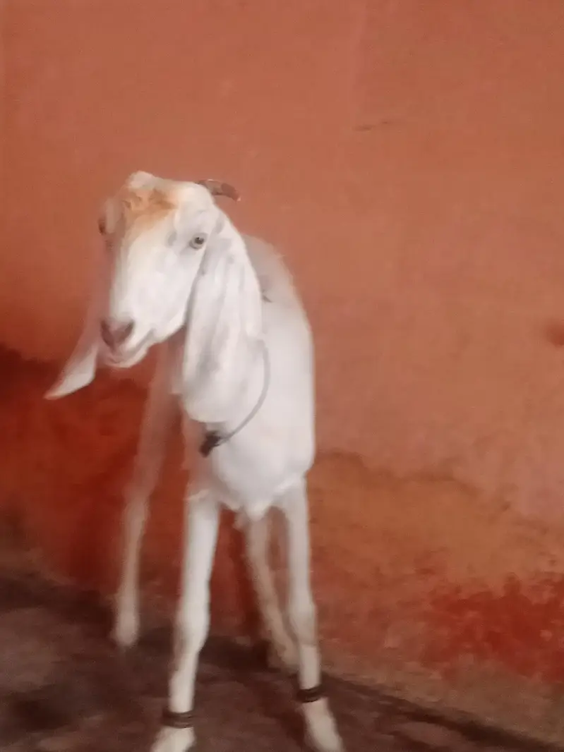 black male 23. k age 3.15.    .   whait female 36k do dant — photo 6