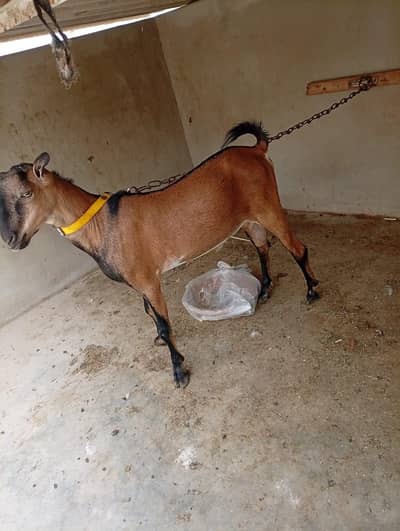 Bengali Breeder Ando