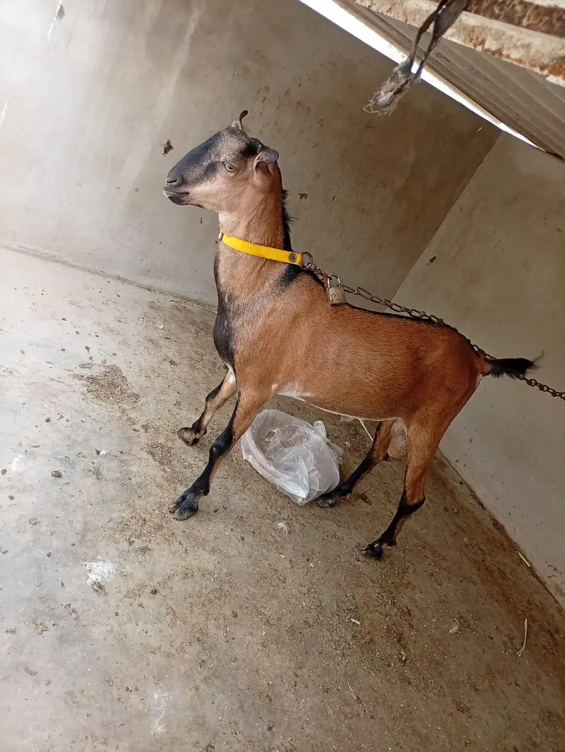 Bengali Breeder Ando — photo 2