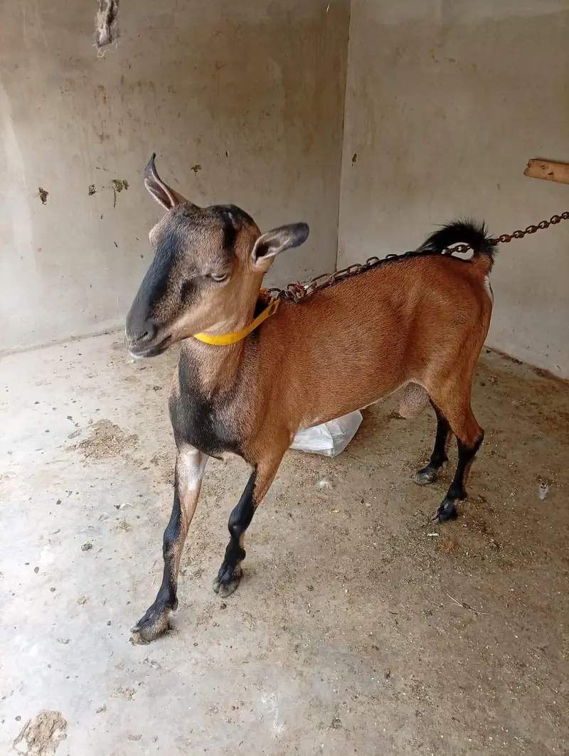 Bengali Breeder Ando — photo 4