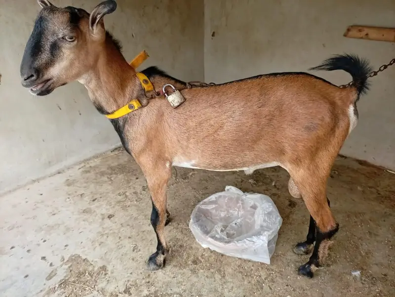 Bengali Breeder Ando — photo 6