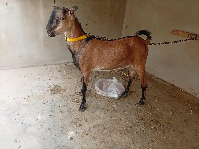 Bengali Breeder Ando — photo 7