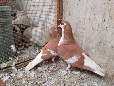 sherazi - khal  - kabra pair